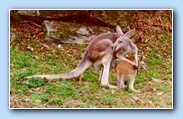 Red Kangaroo