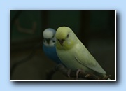 [Click to enlarge image]