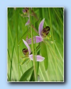 [Click to enlarge image]